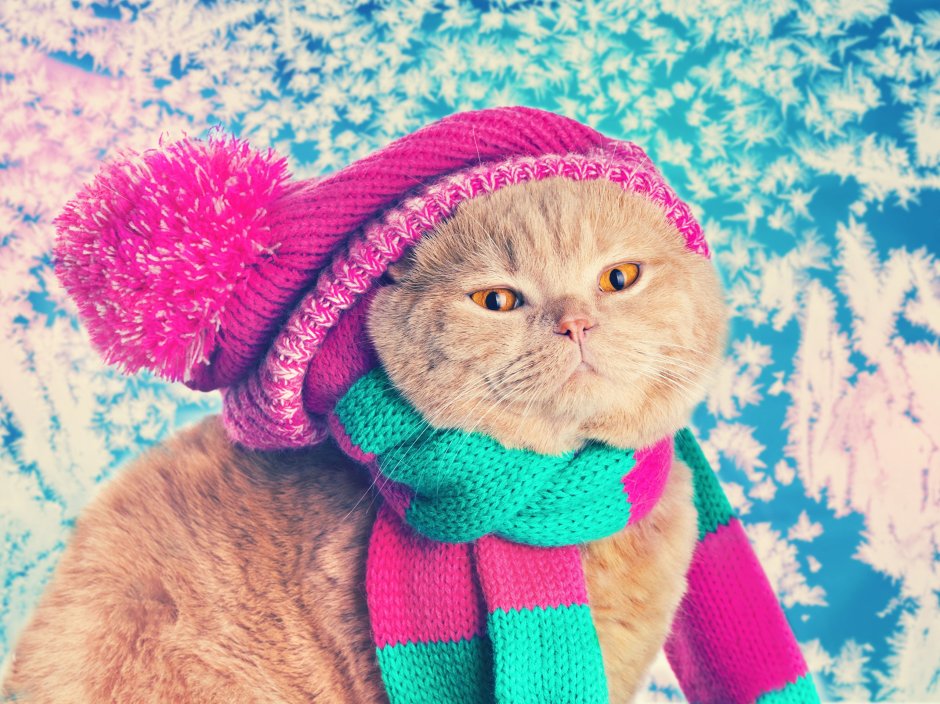 Котик в шапке и шарфе