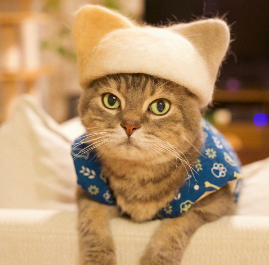 Шапочка кошки