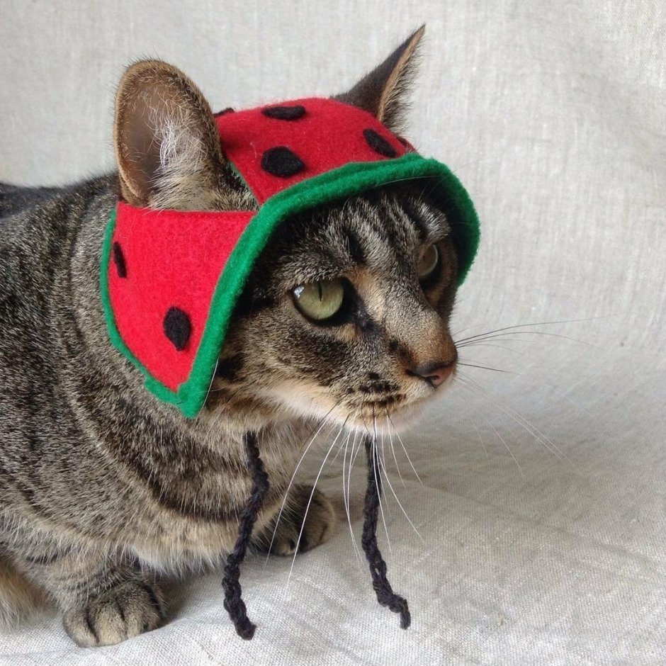 Кошка в кепке
