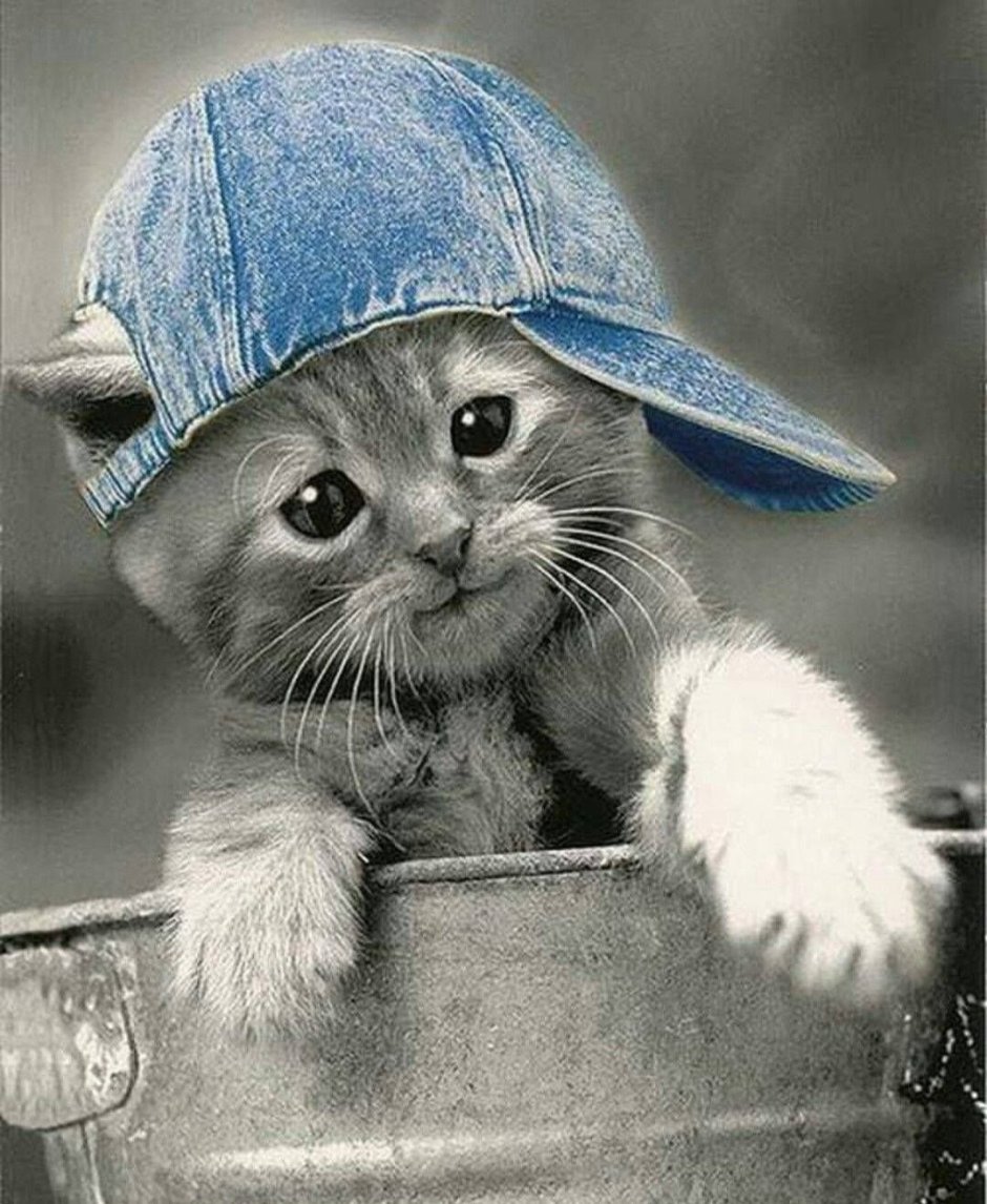 Шапочки для котиков