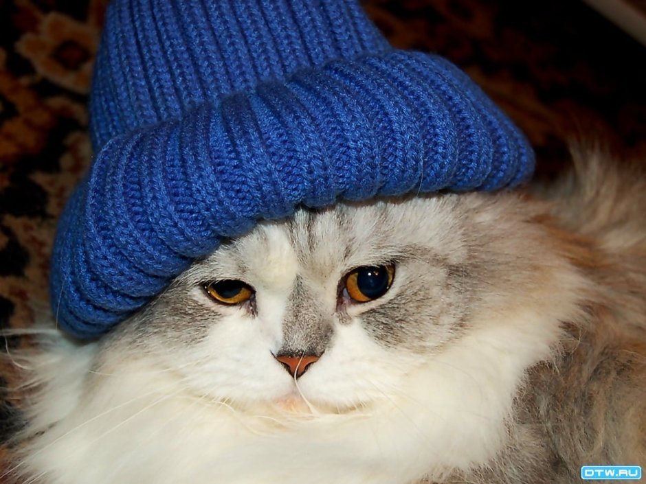 Котик в новогодней шапочке