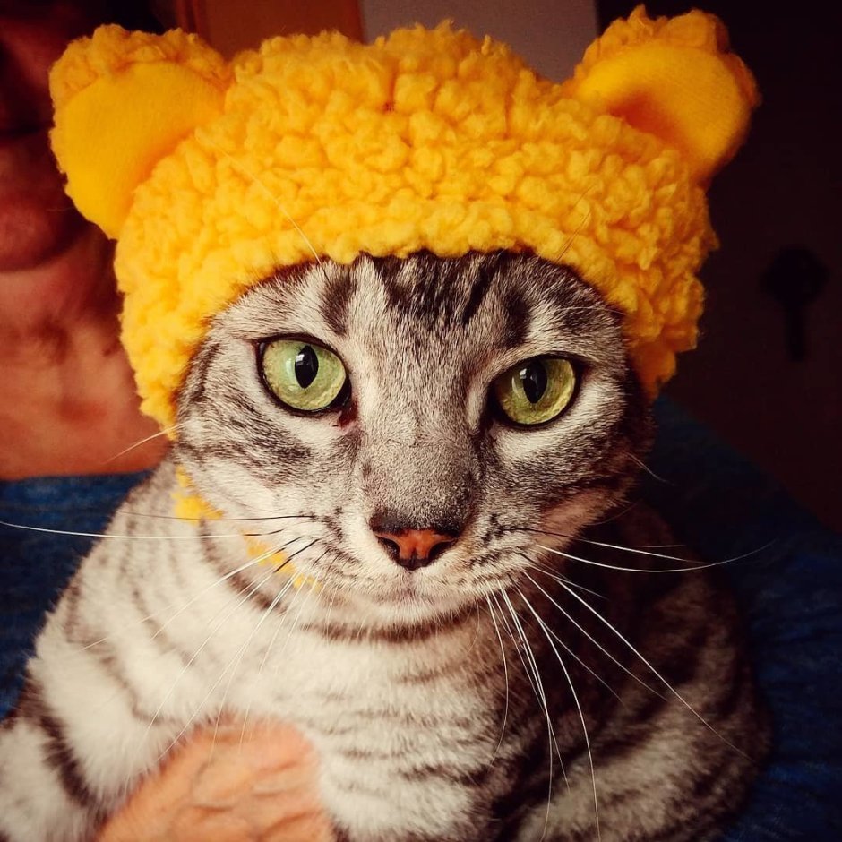 Котенок в шапочке