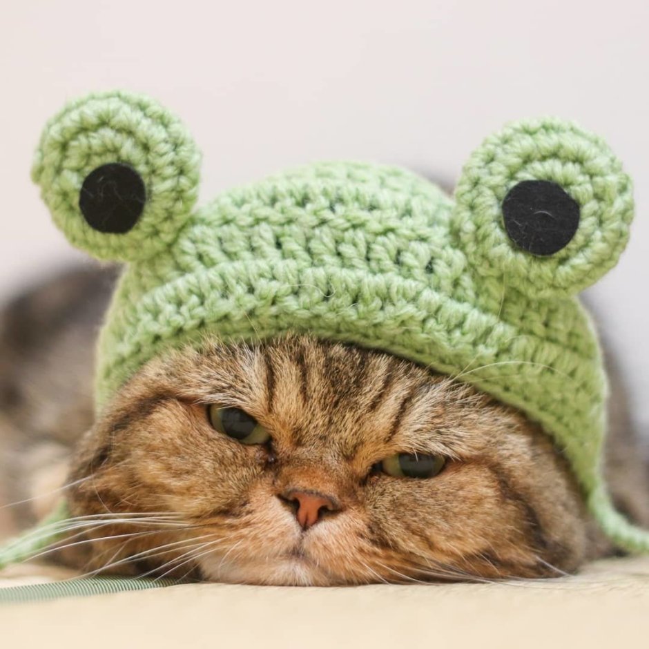 Милые котики в костюмчиках
