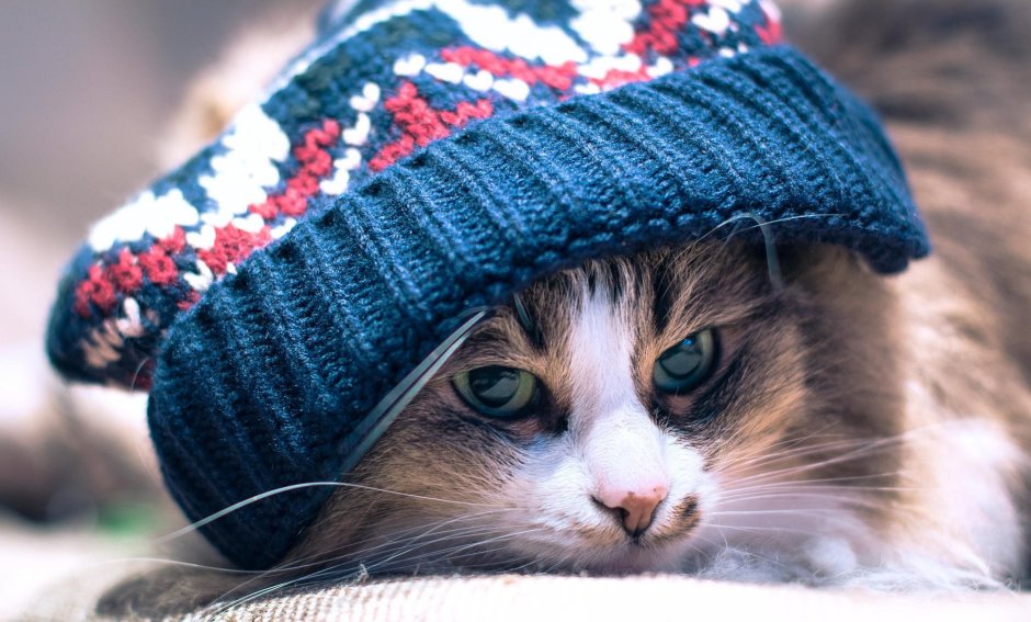 Шапка "котёнок"