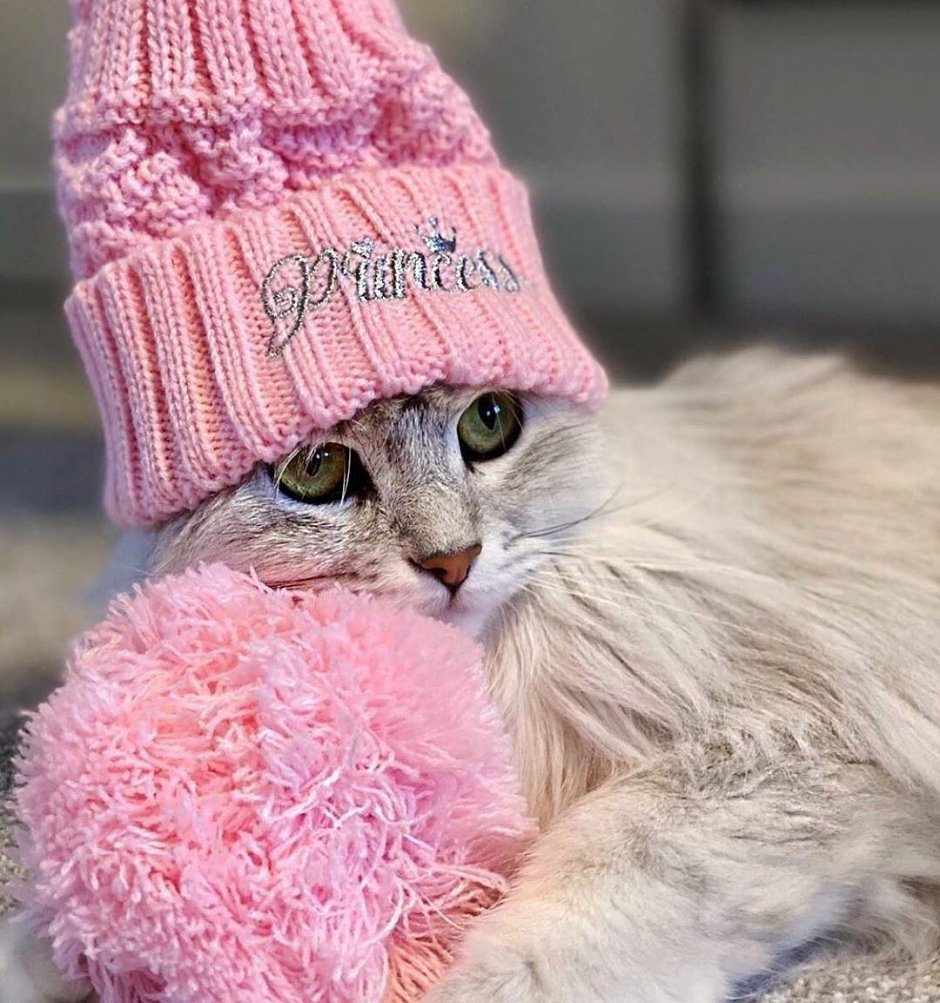 Кот в шапке