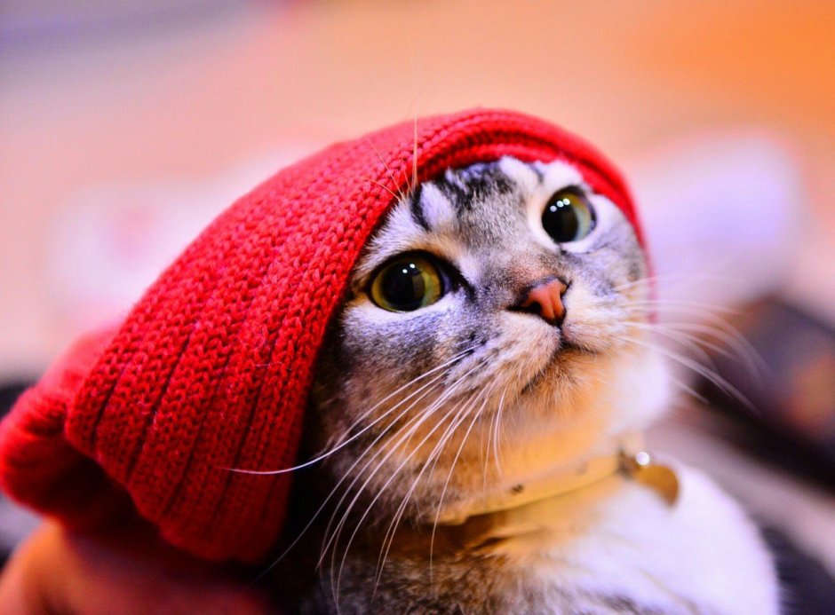 Шапка 'кошка'