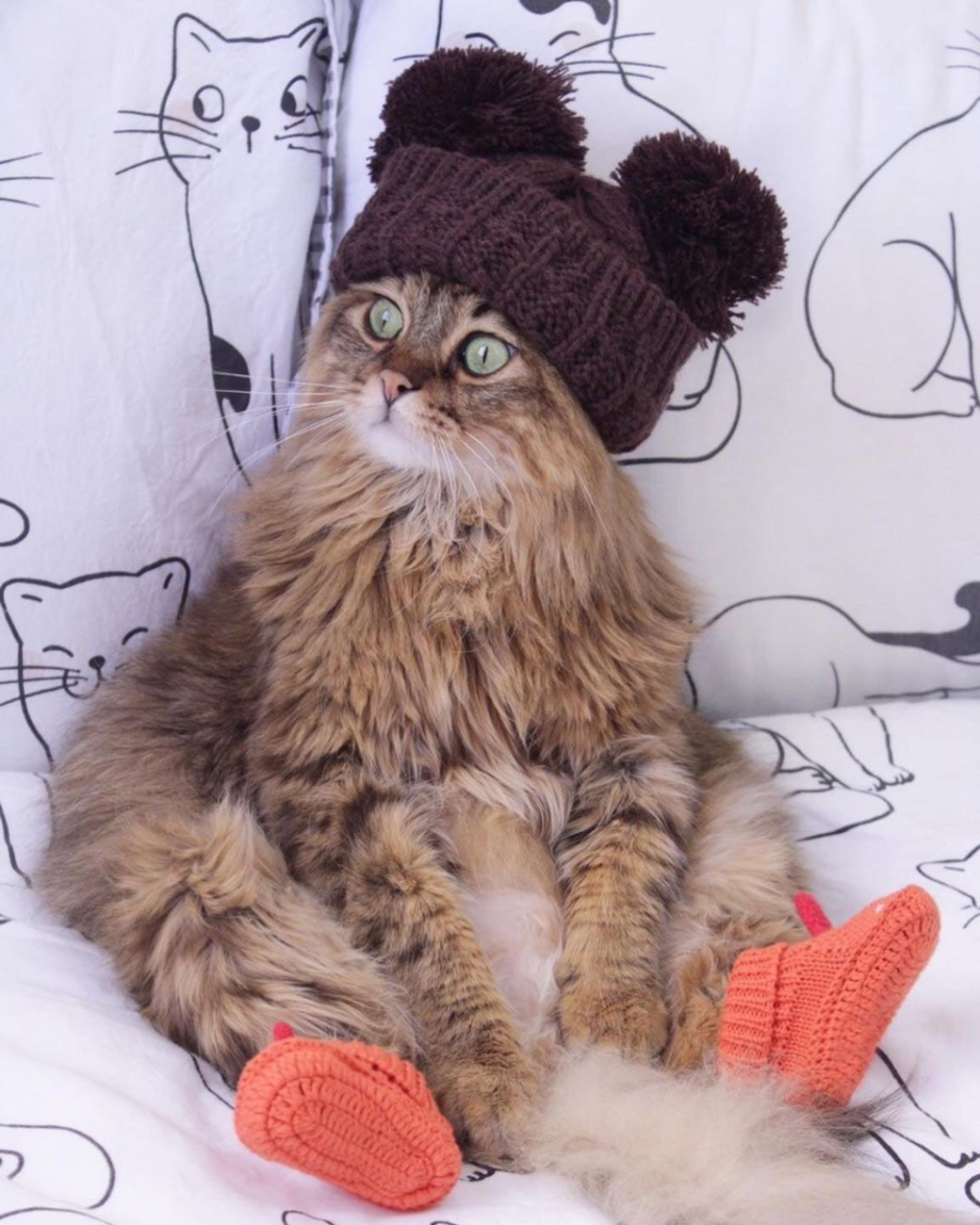 Кот в костюме