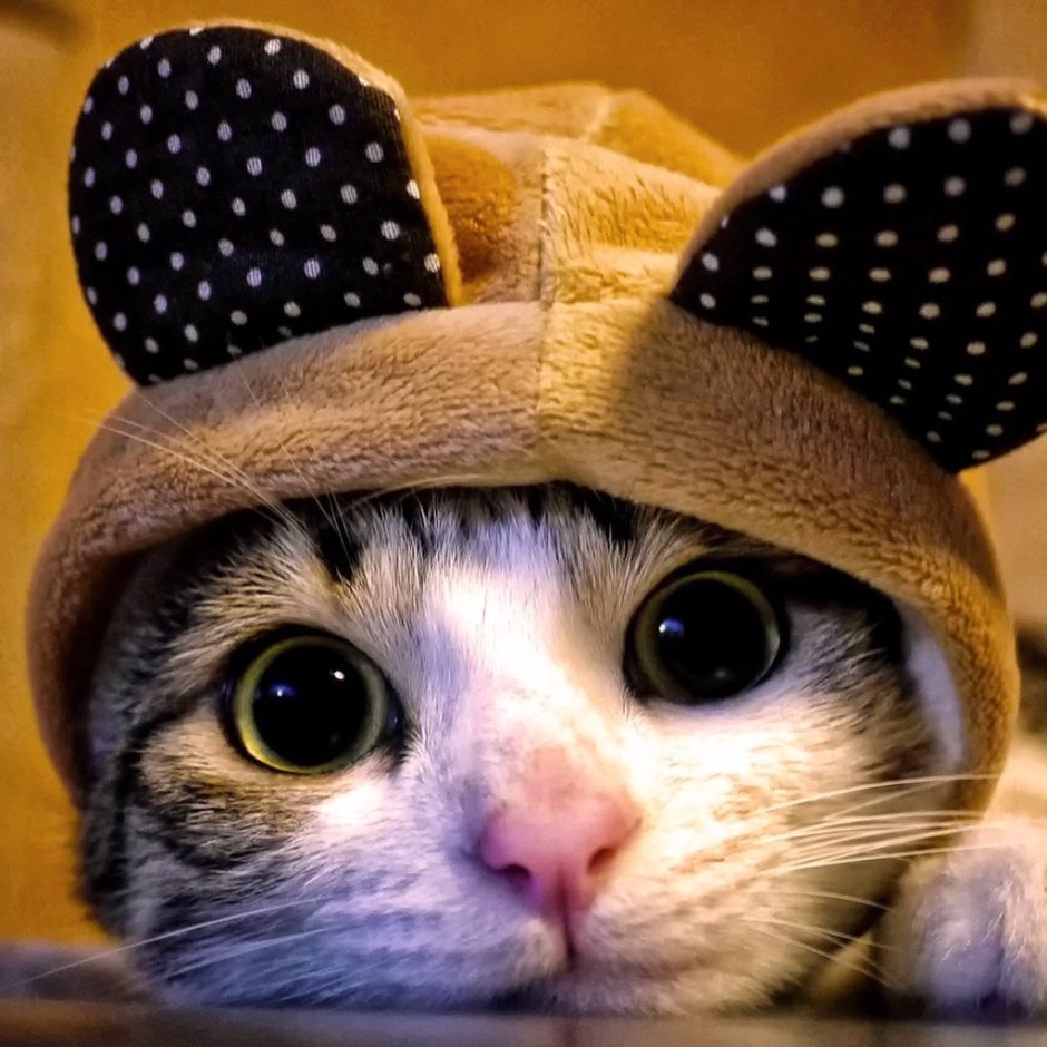 Котик в тюбетейке