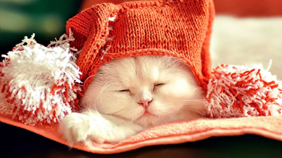 Кот спит в шапке