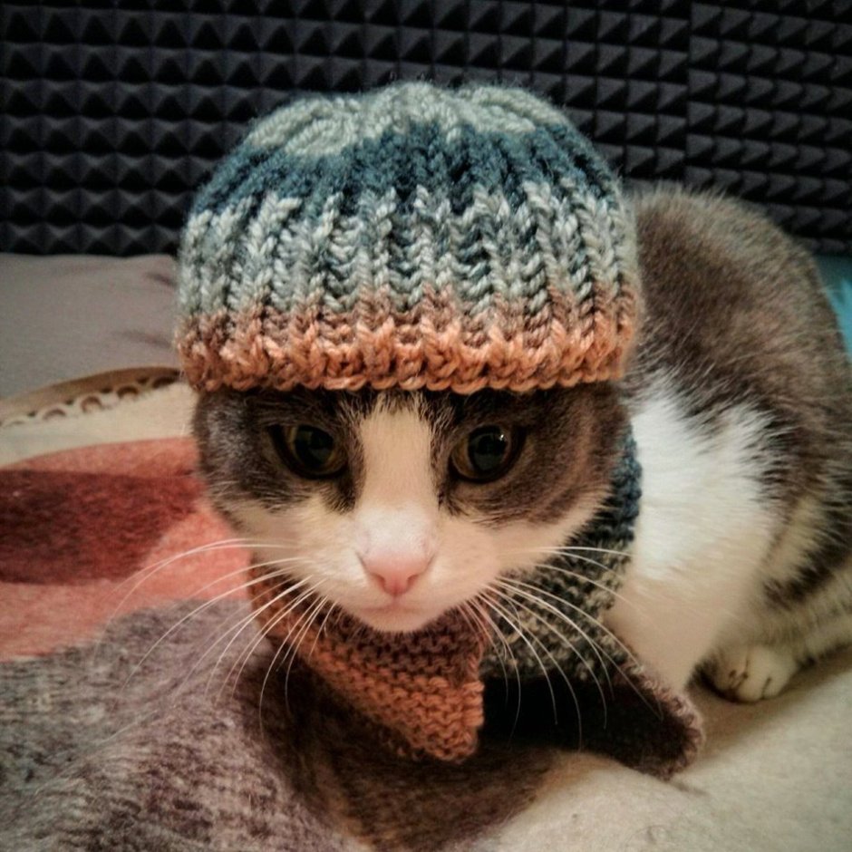 Смешной кот в шапке