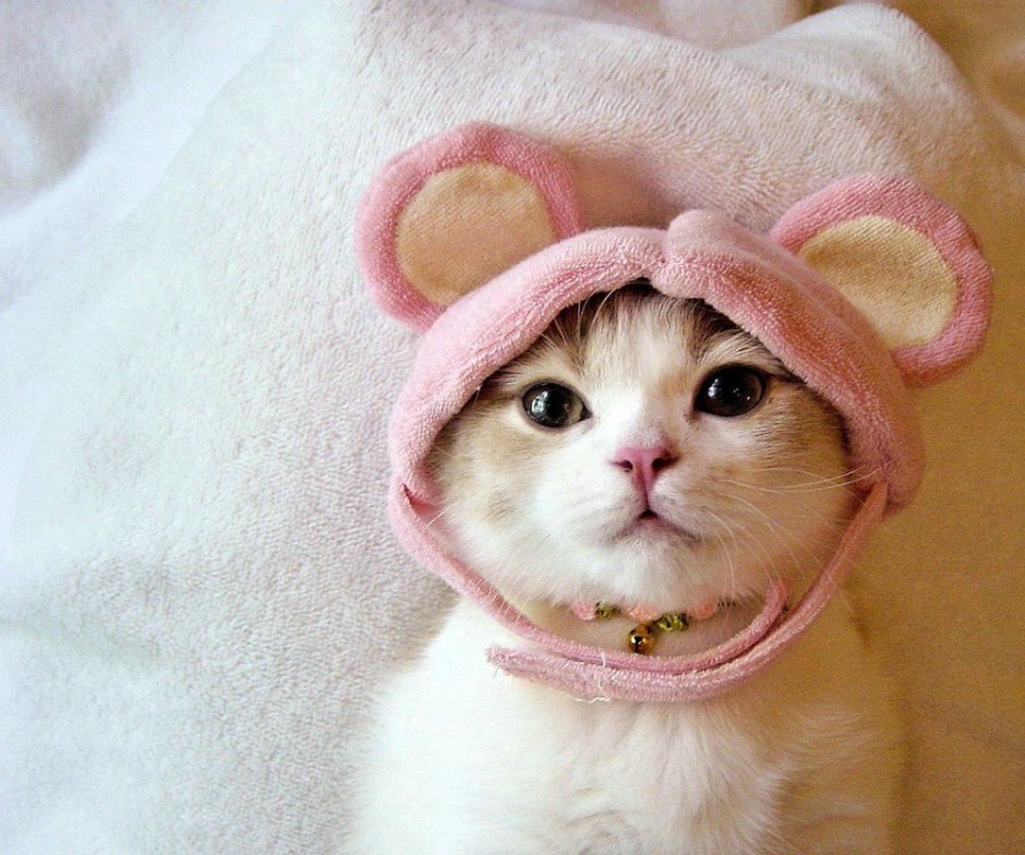 Милый котик в шапке