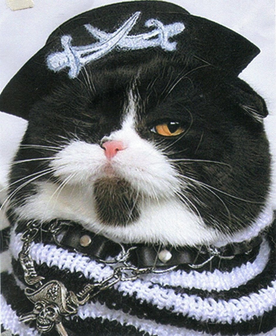 Кот в шапке