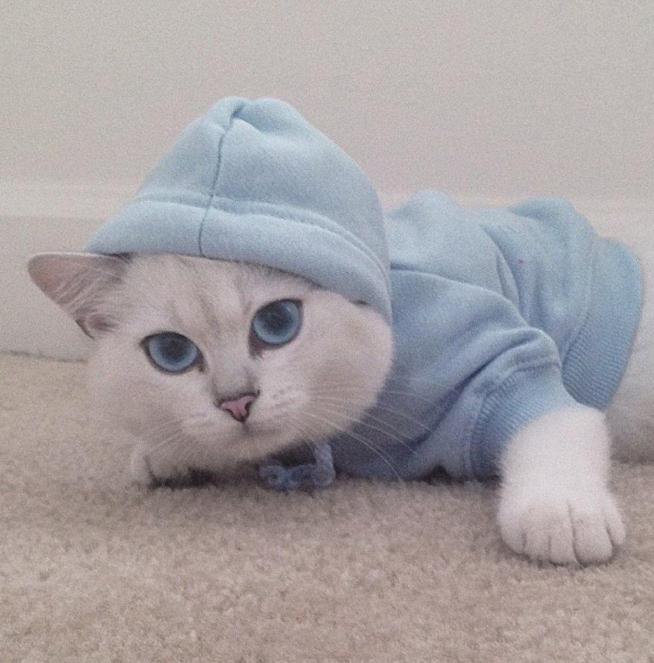 Прикольный кот