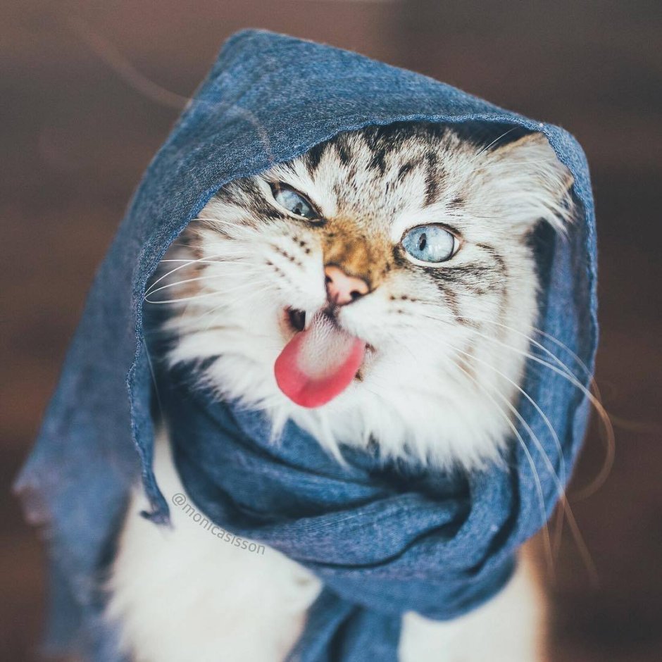 Котик в шарфике и шапочке