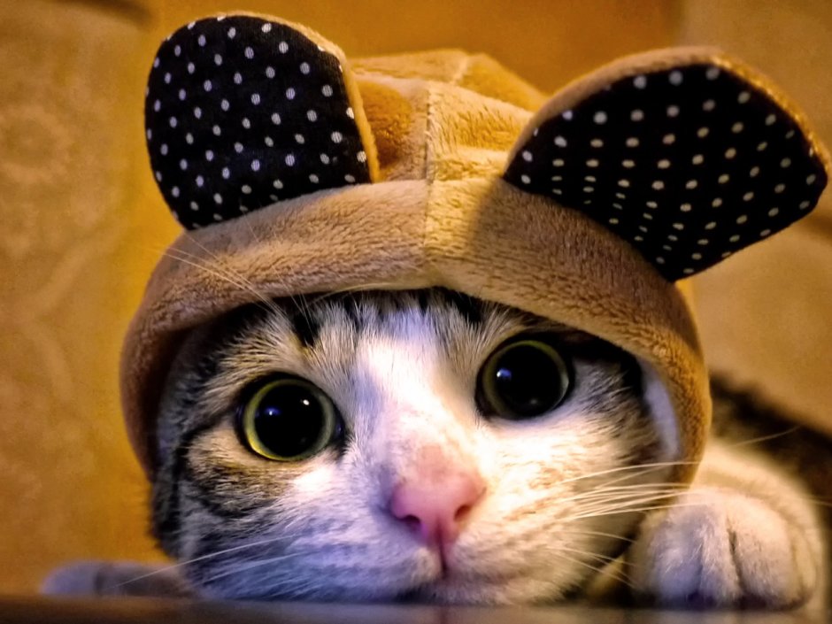 Кот новый год