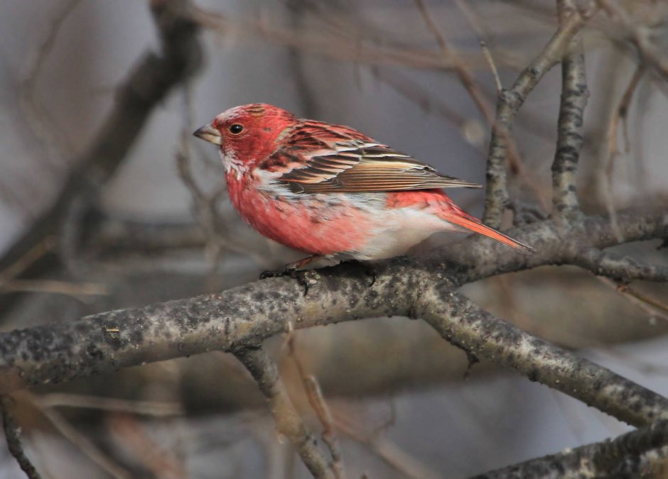 Сибирская чечевица (Carpodacus roseus (Pall.)