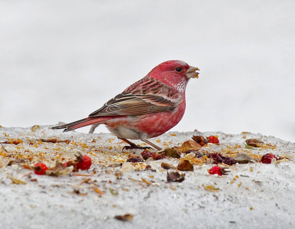 Сибирская чечевица (Carpodacus roseus (Pall.)