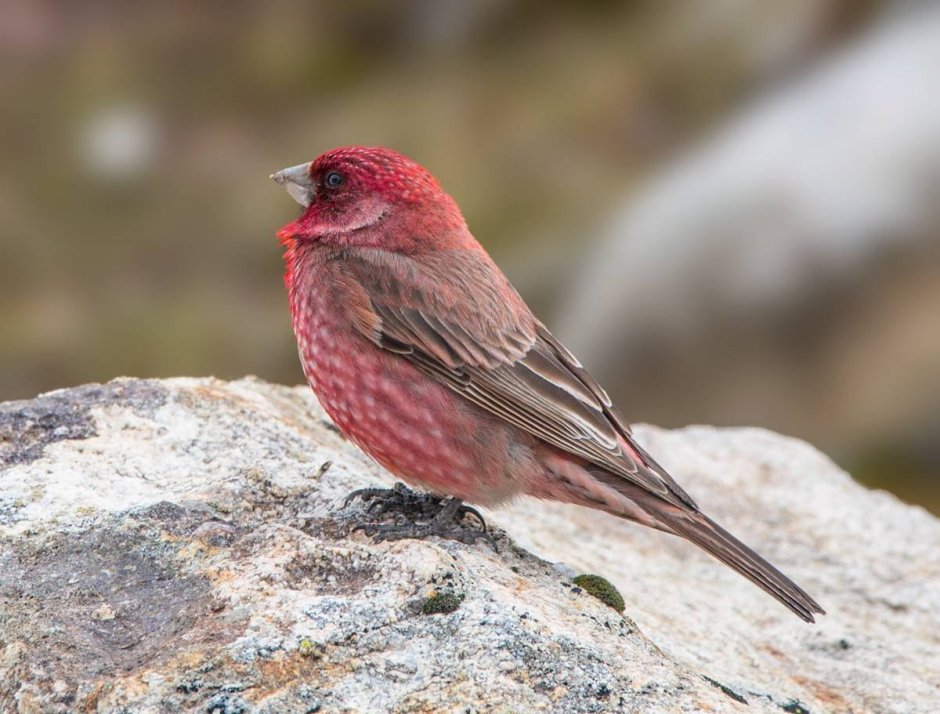 Чечевица Carpodacus erythrinus