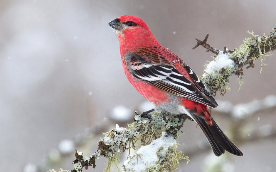 Pine Grosbeak птица