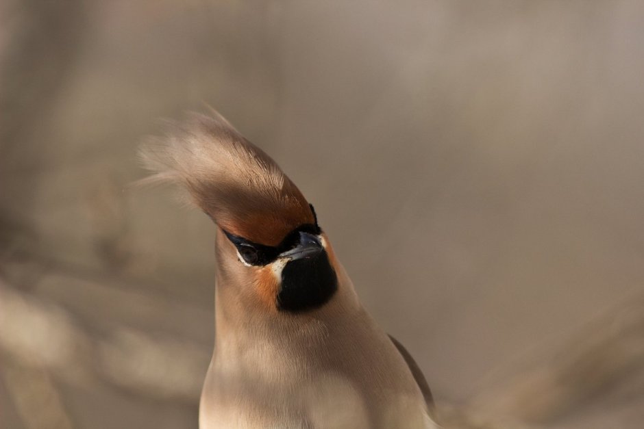 Bombycilla garrulus
