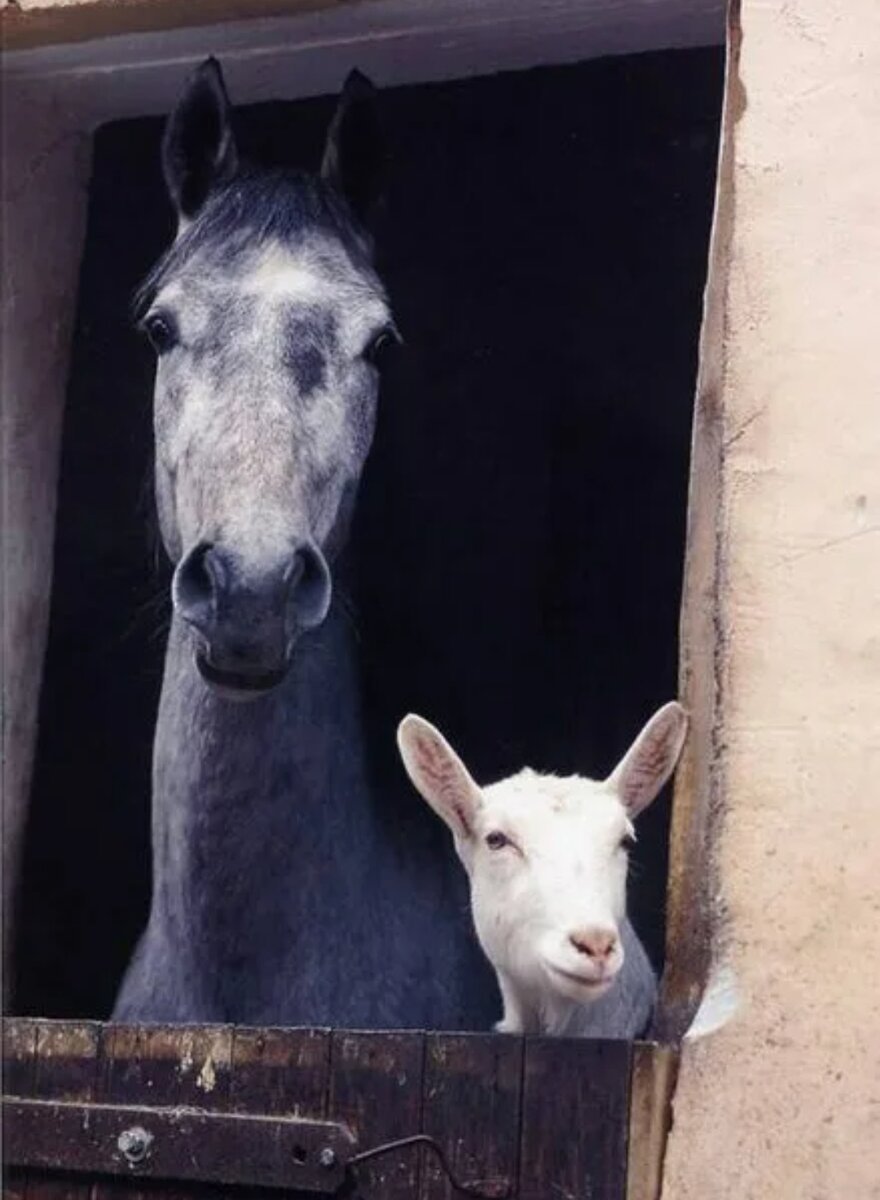 Лошадь и овца