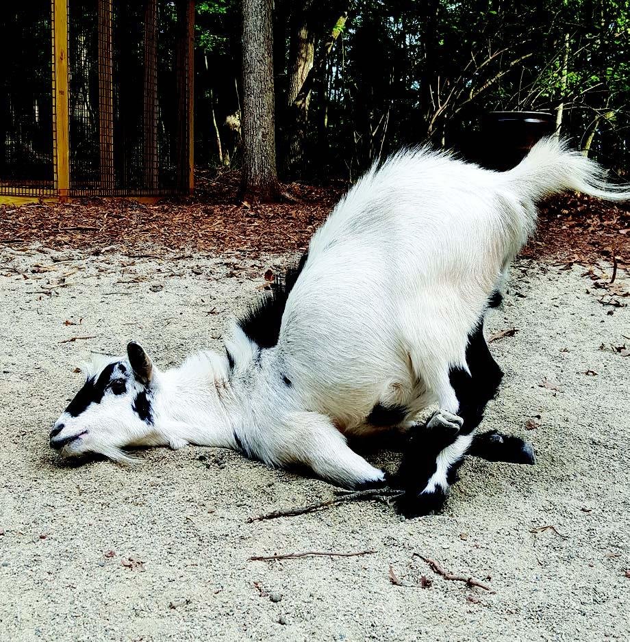 Драная козочка