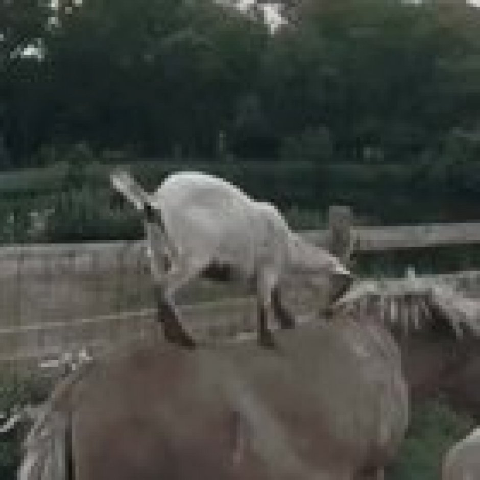 Человек верхом на козле