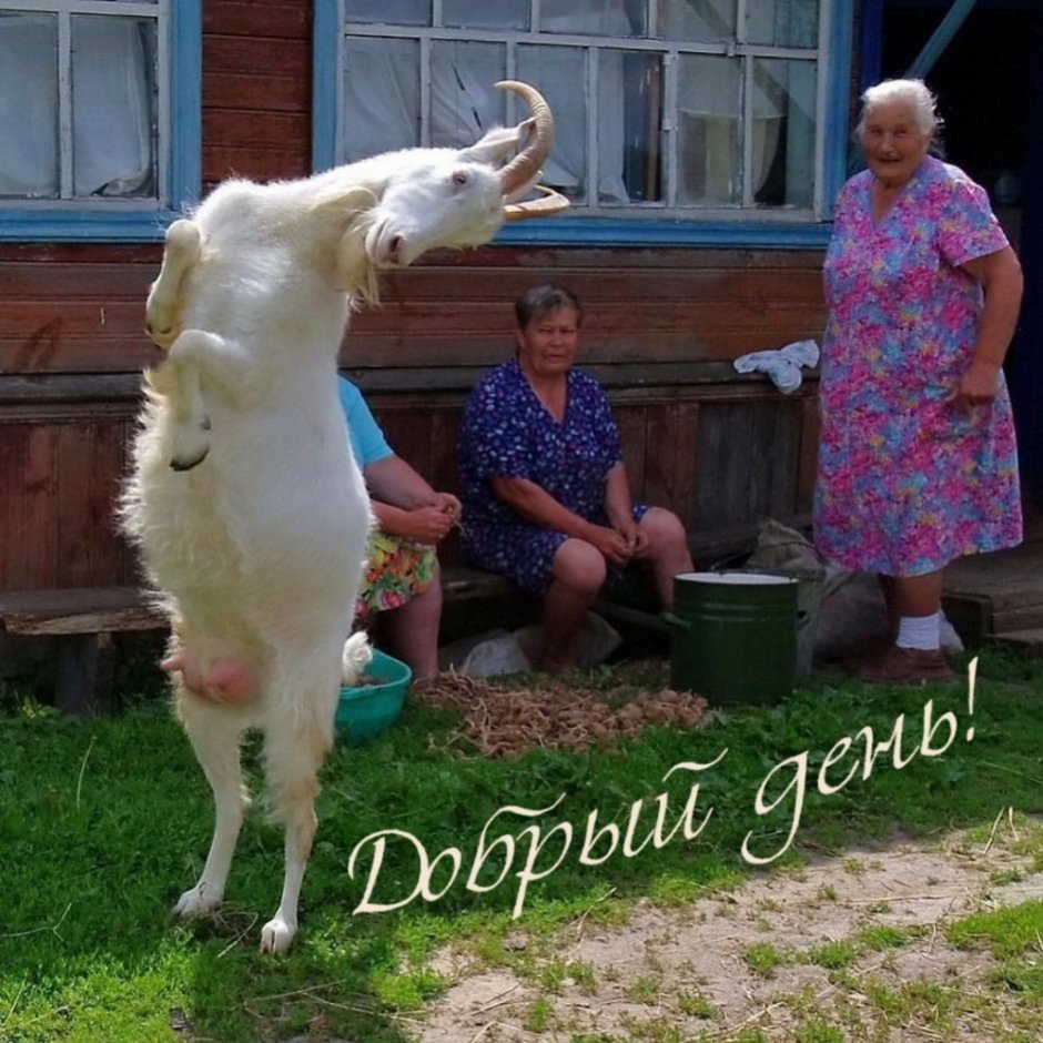 Корова в деревне у бабушки