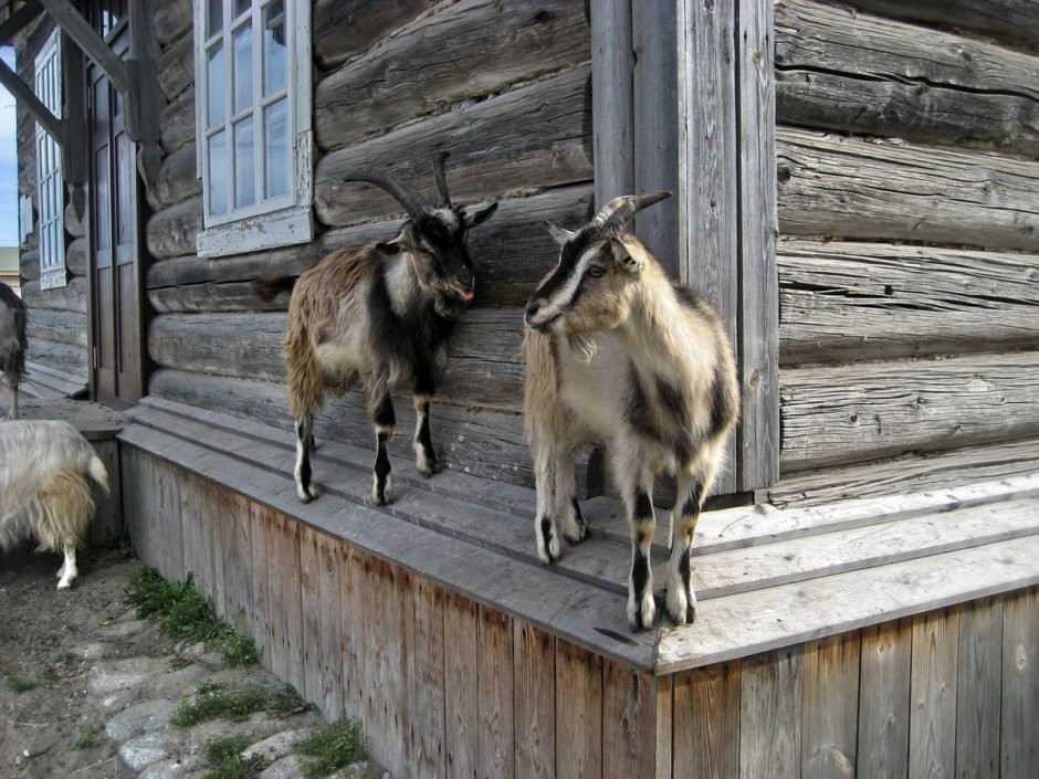 Козы в деревне