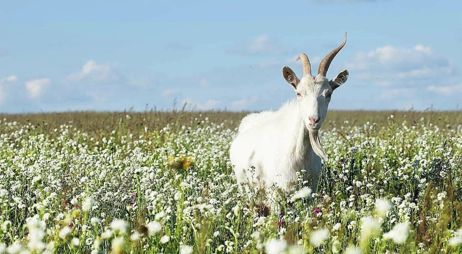 Козы на лугу