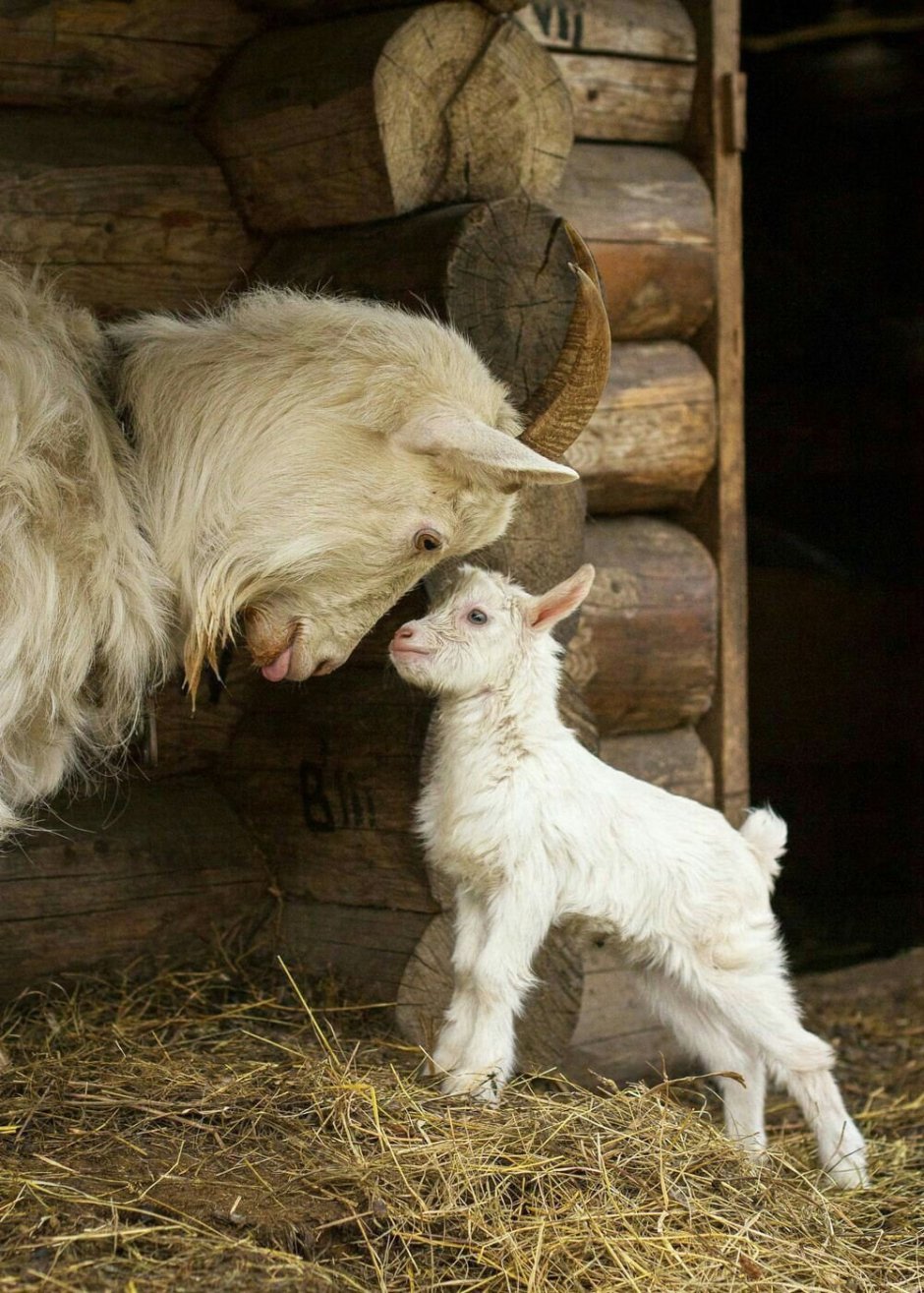 Маленькие козлята