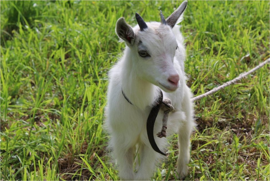 Коза козел козленок