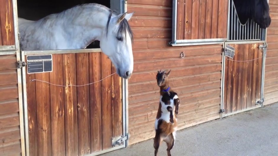 Лошадь козлит гифка