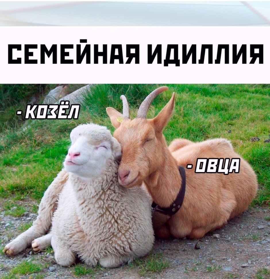 Козел и баран