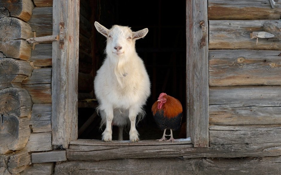 Домашняя ферма в деревне
