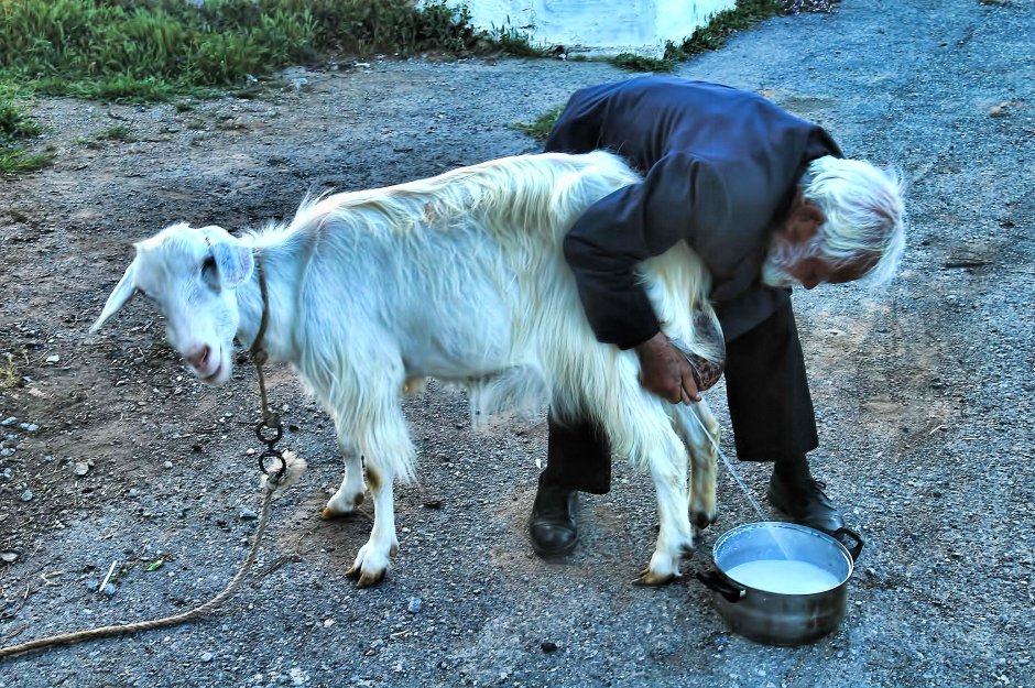 Доение козла