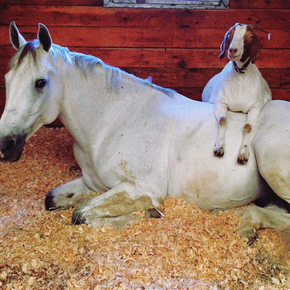 Козел и лошадь