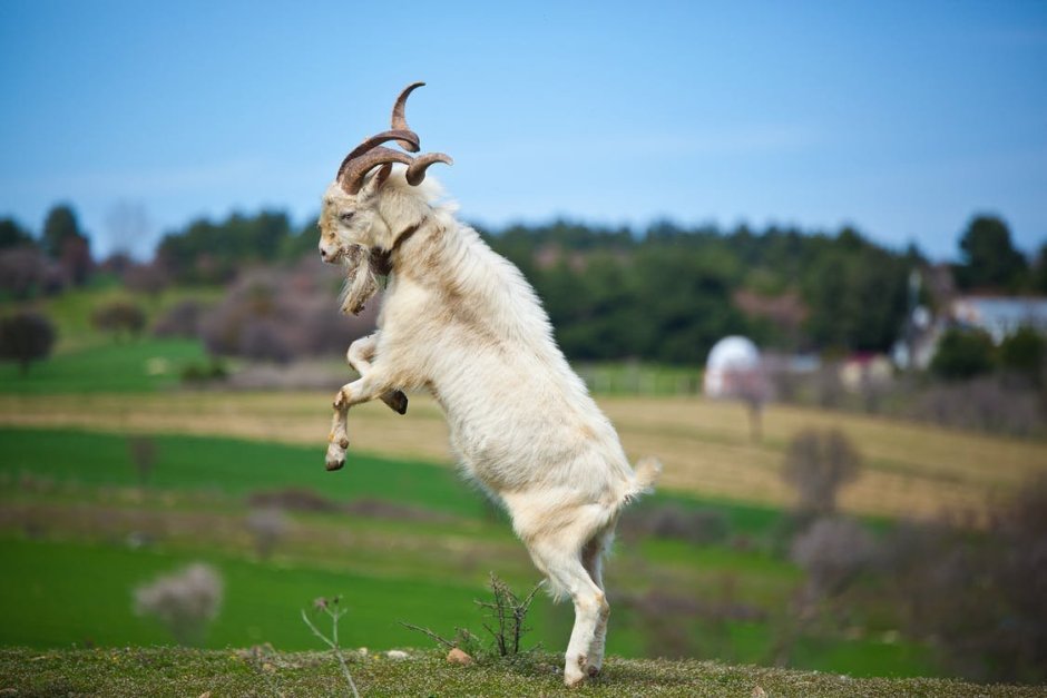 Красивый козел