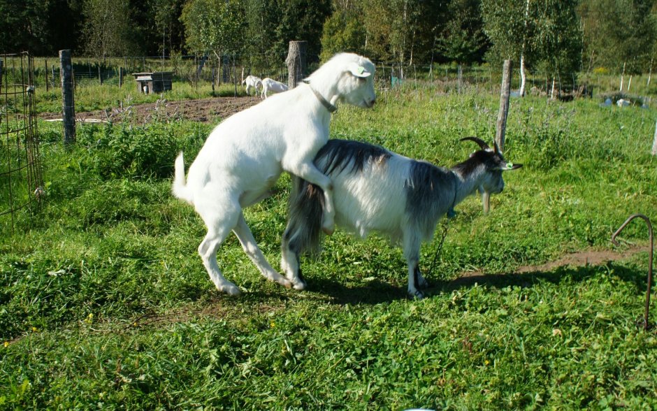 Коза и козёл спариваются