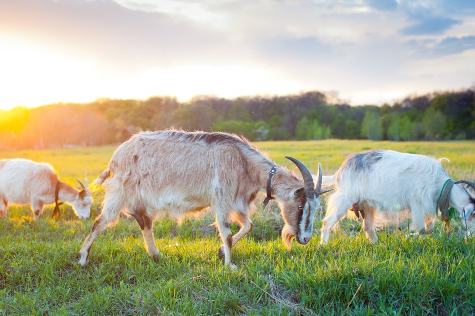 Козы пасутся