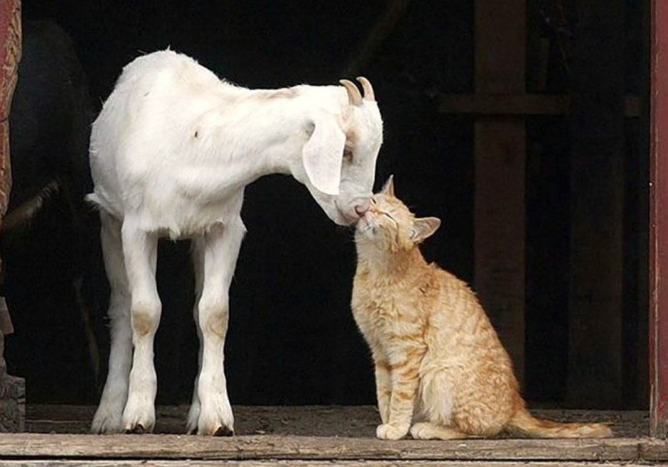 Кошка и коза
