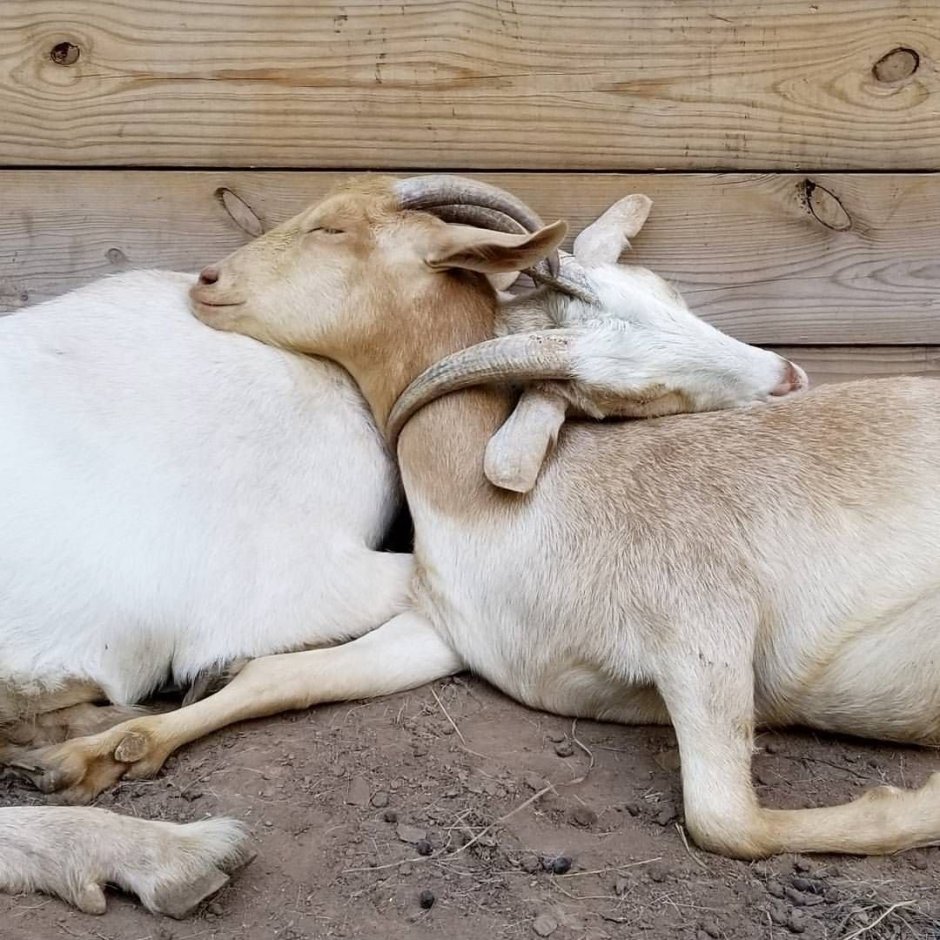 Смешные козлята