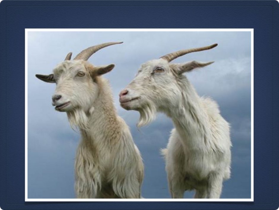 Козы и козлы