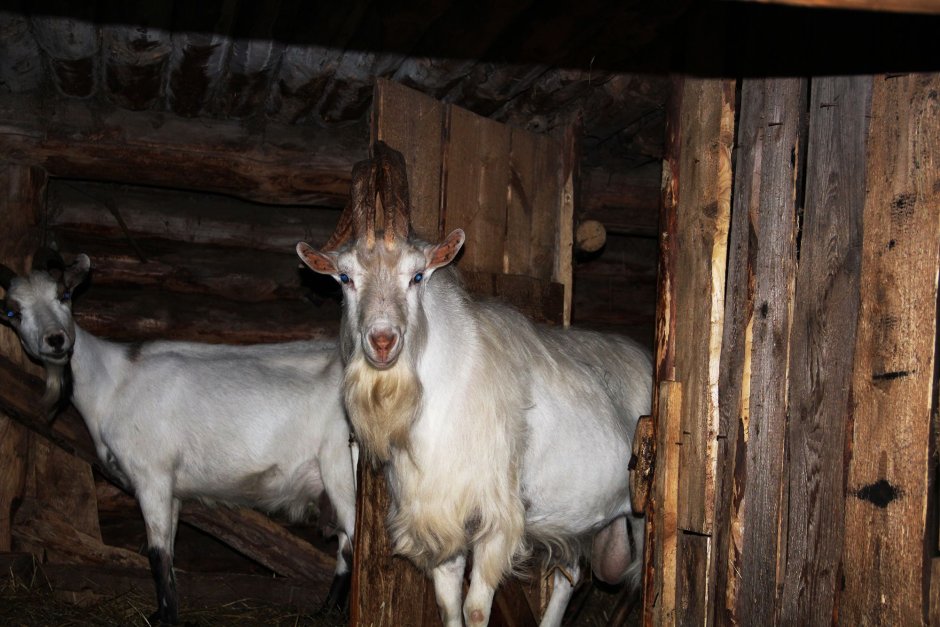 Лошадь и коза