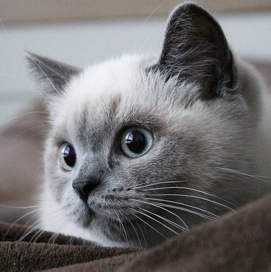 Сиамский Рэгдолл