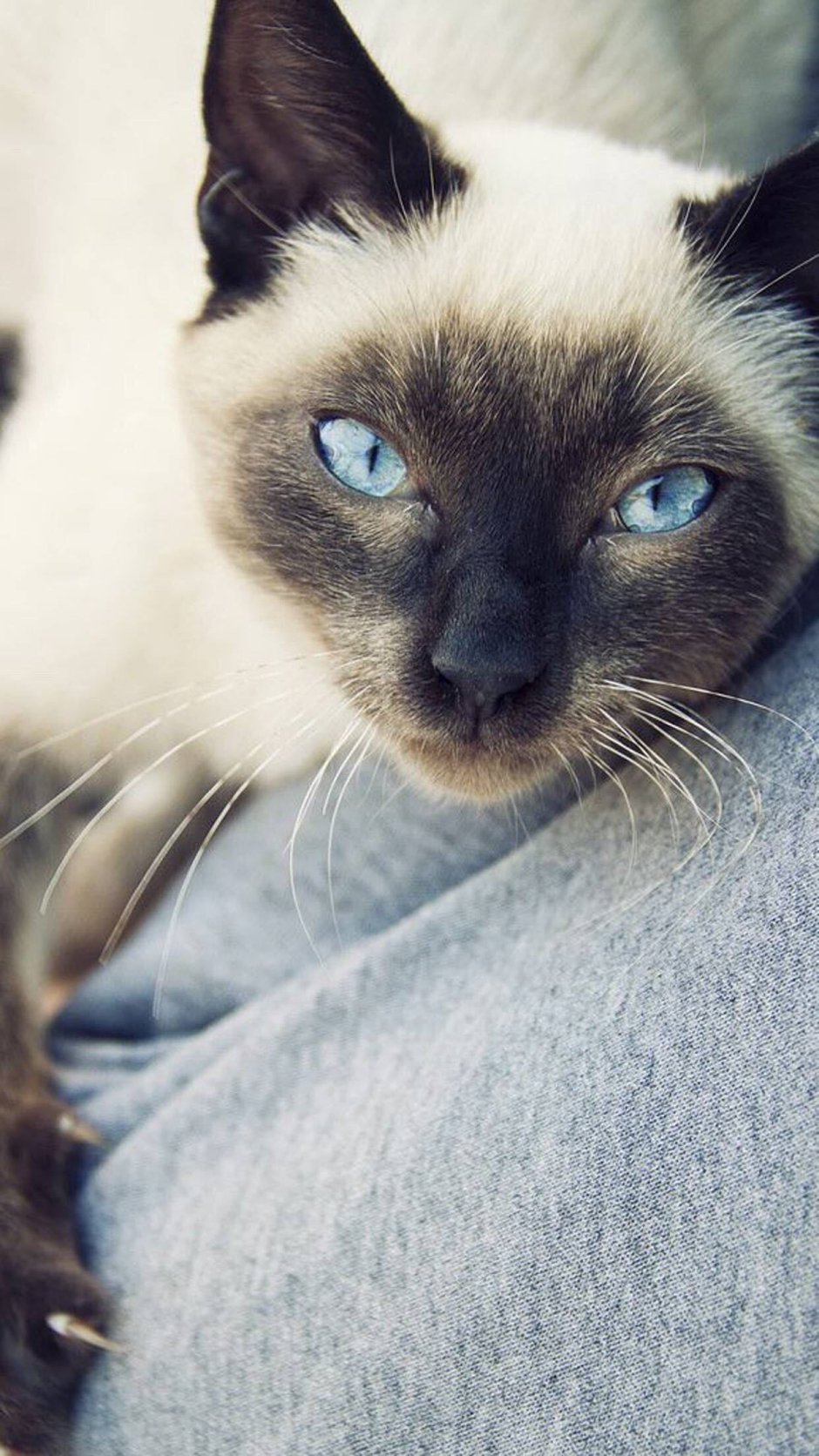 Тайский тебби Пойнт