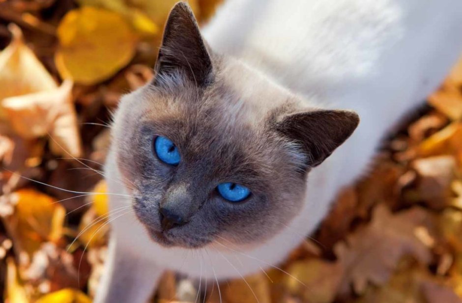 Сиамский кот серый