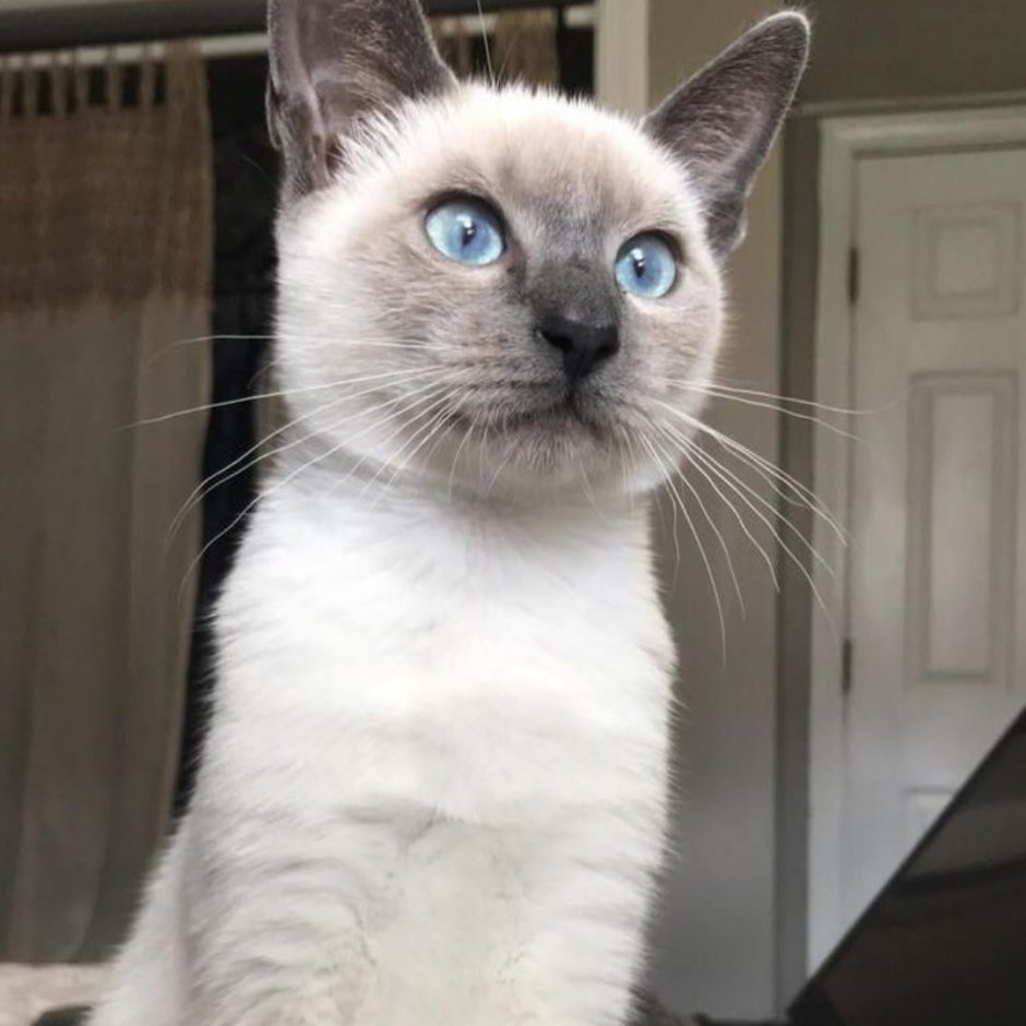 Королевский сиамский кот