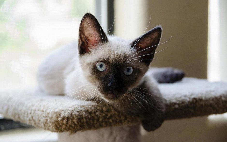 Тайская кошка старотипная