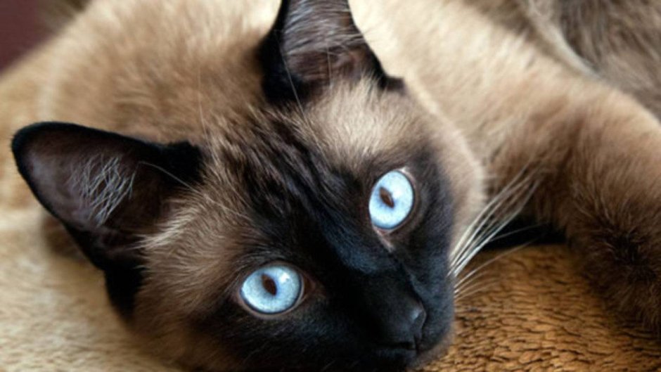 Тайская кошка дымчатая